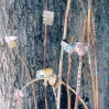 Jardin xtraordinaire.jpg